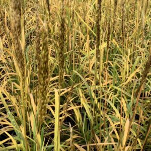 Indian Grass (Sorghastrum 'Sorg. N. Golden Sunset') - 2 gallon