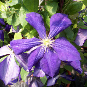 Jackmanii Clematis (Clematis jackmanii 'Jackmanii') - 1 gallon
