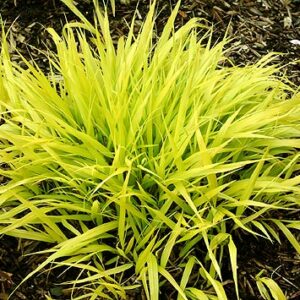 Japanese Forest Grass (Hakonechloa macra 'All Gold') - 1 gallon