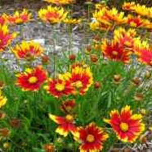 Li'l Bang™ Daybreak Coreopsis (Coreopsis x 'Lil Bang Daybreak') - QT