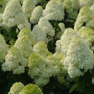 'Limelight' Panicle Hydrangea (Hydrangea paniculata 'Zwijnenburg') - 3 gallon 12" HEAD