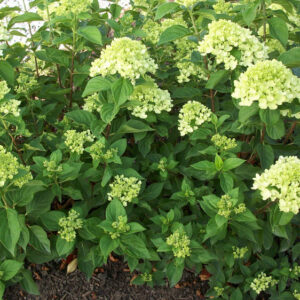 Little Lime® Panicle Hydrangea (Hydrangea paniculata 'Jane') - 1 gallon