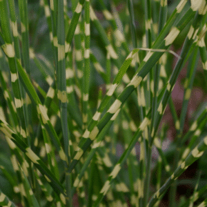Little Zebra Maiden Grass (Miscanthus sinensis 'Little Nicky') - QT