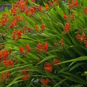 Lucifer Montbretia (Crocosmia x crocosmiiflora 'Lucifer') - 1 gallon