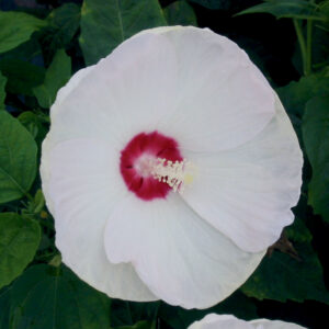 Luna™ White Hardy Hibiscus (Hibiscus mos. 'Luna White') - QT