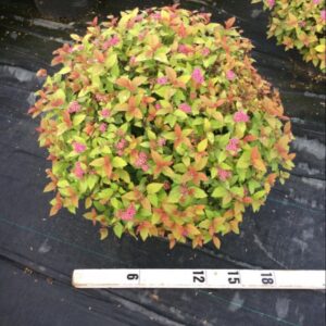 Magic Carpet Spiraea (Spiraea japonica 'Magic Carpet') - 1 gallon
