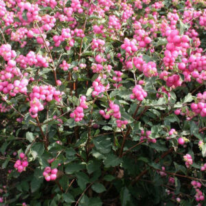 Magical® Galaxy Snowberry (Symphoricarpos 'Sweet Kolmagics') - 3 gallon 15"