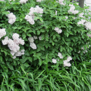 Miss Kim Lilac (Syringa patula 'Miss Kim') - 1 gallon