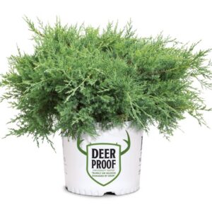 Montana Moss® Juniper (Juniper chinensis Montana Moss) - 3 gallon 15"