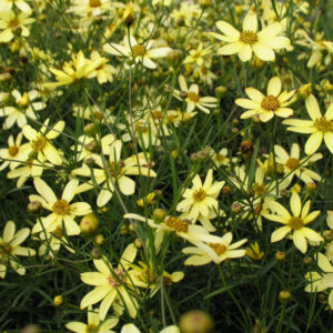 Moonbeam Tickseed (Coreopsis verticillata 'Moonbeam') - 1 gallon