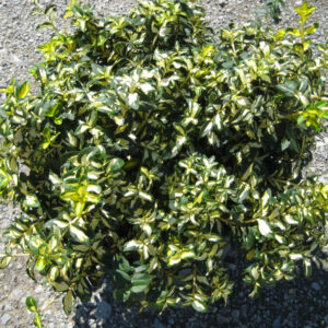 Moonshadow™ Euonymus (Euonymus fortunei 'Moonshadow') - 2 gallon 10"