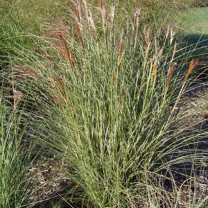 Morning Light Maiden Grass (Miscanthus sinensis 'Morning Light') - 2 gallon