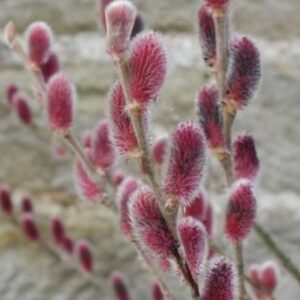 Mount Aso Pussy Willow
(Salix G 'Mount Aso') - 1 gallon