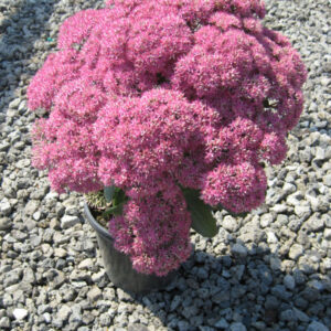 Mr. Goodbud Stonecrop (Sedum x 'Mr. Goodbud') - 1 gallon