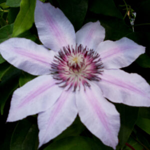 Nelly Moser Clematis (Clematis 'Nelly Moser') - QT