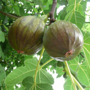 Olympian Fig (Ficus carica 'Olympian') - 3 gallon 12"
