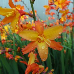 Orange Pekoe Montbretia (Crocosmia x 'Orange Pekoe') - 1 gallon