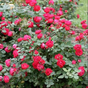 Oso Easy Double Red® Rose (Rosa 'Oso Easy Double Red') - 2 gallon