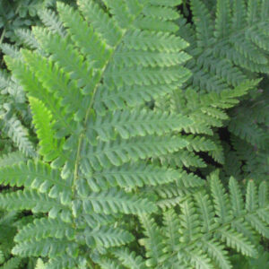 Ostrich Fern (Matteuccia struthiopteris 'Ostrich') - 1 gallon