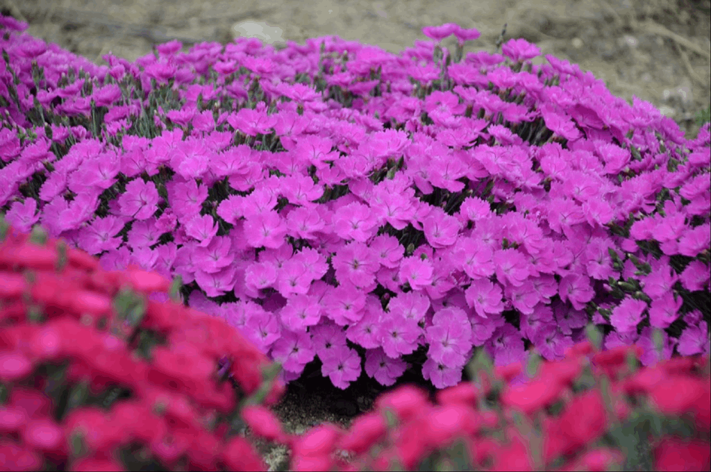 'Paint the Town Fuchsia' Pinks (Dianthus paint 'The Town Fuchsia') - 1 gallon