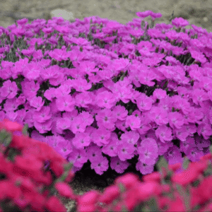'Paint the Town Fuchsia' Pinks (Dianthus paint 'The Town Fuchsia') - QT