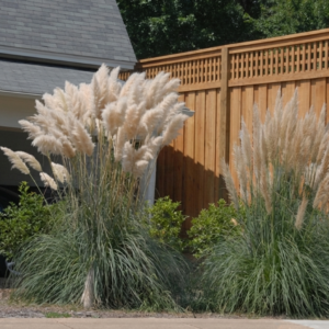 Pampas Grass (Cortaderia selloana) - QT