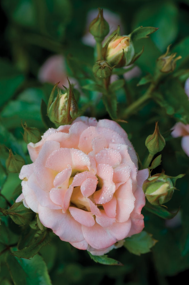 Peach Drift® Rose (Rosa 'Drift Meiggili') - 2 gallon