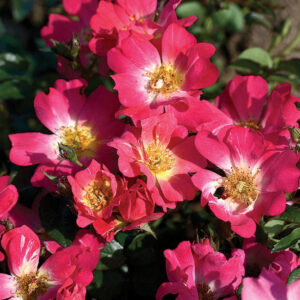Pink Drift® Rose (Rosa 'Drift Meijocos') - 1 gallon