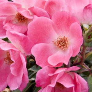 Pink Knock Out® Rose (Rosa K.O 'Radcon') - 1 gallon