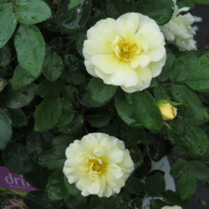 Popcorn Drift® Rose (Rosa 'Drift Popcorn') - 1 gallon