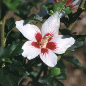 Proven Winners® Color Choice® Lil’ Kim® Rose Of Sharon (Hibiscus syriacus ‘Antong Two’) - 1 gallon