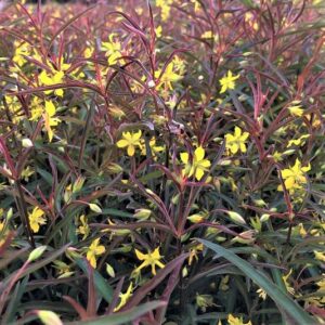 Purple-Flowered Loosestrife (Lysimachia L 'Burundy Mist') - 1 gallon