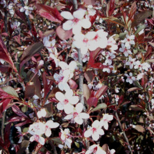 Purpleleaf Sand Cherry (Prunus x cistena) - 3 gallon 18"