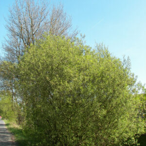 Pussy Willow (Salix caprea) - 1 gallon