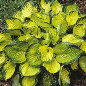 Rainforest Sunrise Plantain Lily (Hosta rainforest 'Sunrise') - 1 gallon