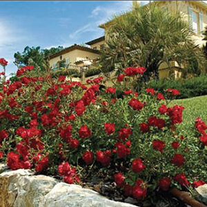 Red Drift® Rose (Rosa 'Drift Meigalpio') - 2 gallon
