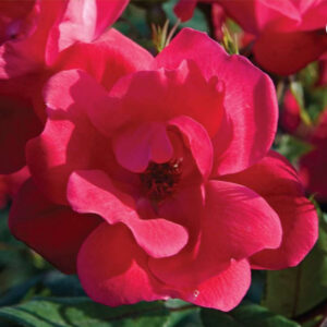 Red Knock Out® Rose (Rosa K.O 'Radrazz') - QT