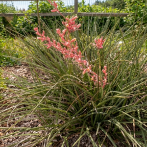 Red Yucca (Hesperaloe parviflora) - 1 gallon