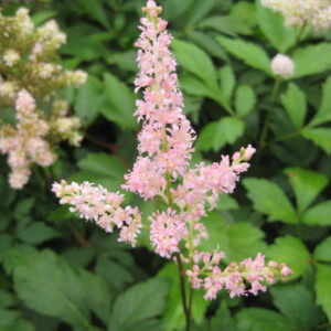 Rheinland Astilbe (Astilbe japonica 'Rheinland') - 1 gallon