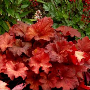 Rio Coral Bells (Heuchera 'Rio') - 1 gallon