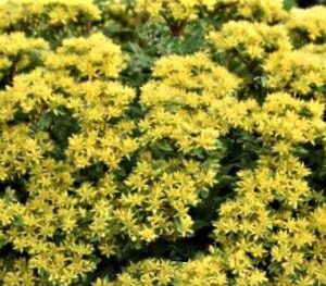 Rock 'N Round® 'Bright Idea' Stonecrop (Sedum 'Rock N Round Bright Idea') - 1 gallon