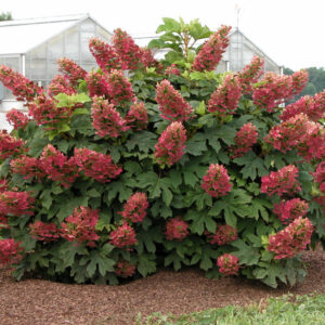Ruby Slippers Oakleaf Hydrangea (Hydrangea quercifolia 'Ruby Slippers') - QT