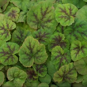 Running Tapestry Foamflower (Tiarella C 'Running Tapestry') - 1 gallon