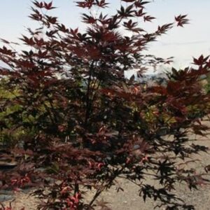 Samurai Sword™ Japanese Maple (Acer palmatum 'Samurai Sword') - 3 gallon 36"