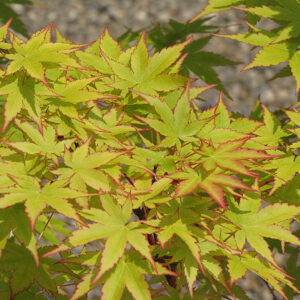 'Sango kaku' Coral Bark Japanese Maple (Acer palmatum 'Sango-kaku') - 1 gallon