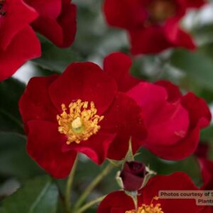 Scarlet Drift® rose (Rosa Scarlet Drift® ('Meidelvega')) - QT