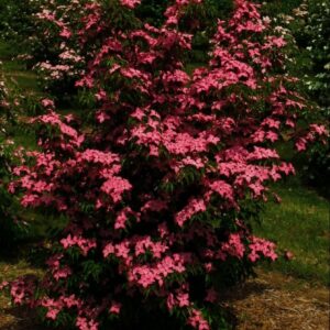 Scarlet Fire™ Chinese Dogwood (Cornus kousa 'Hanros') - 2 gallon 3-4' TREE