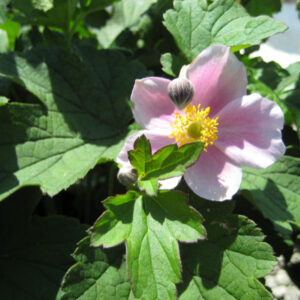 September Charm Anemone (Anemone x hybrida 'September Charm') - QT