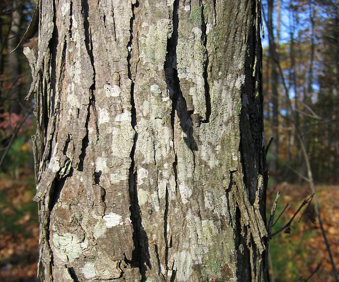 Shagbark Hickory (Carya ovata) - 5 gallon 5' WHIP