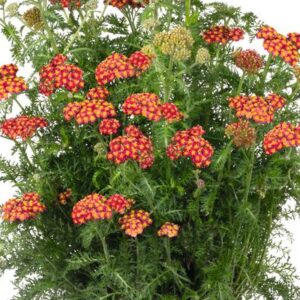 SkySail™ Fire Yarrow (Achillea millefolium SkySail™ Fire  ‘Bosachskyfi’) - QT